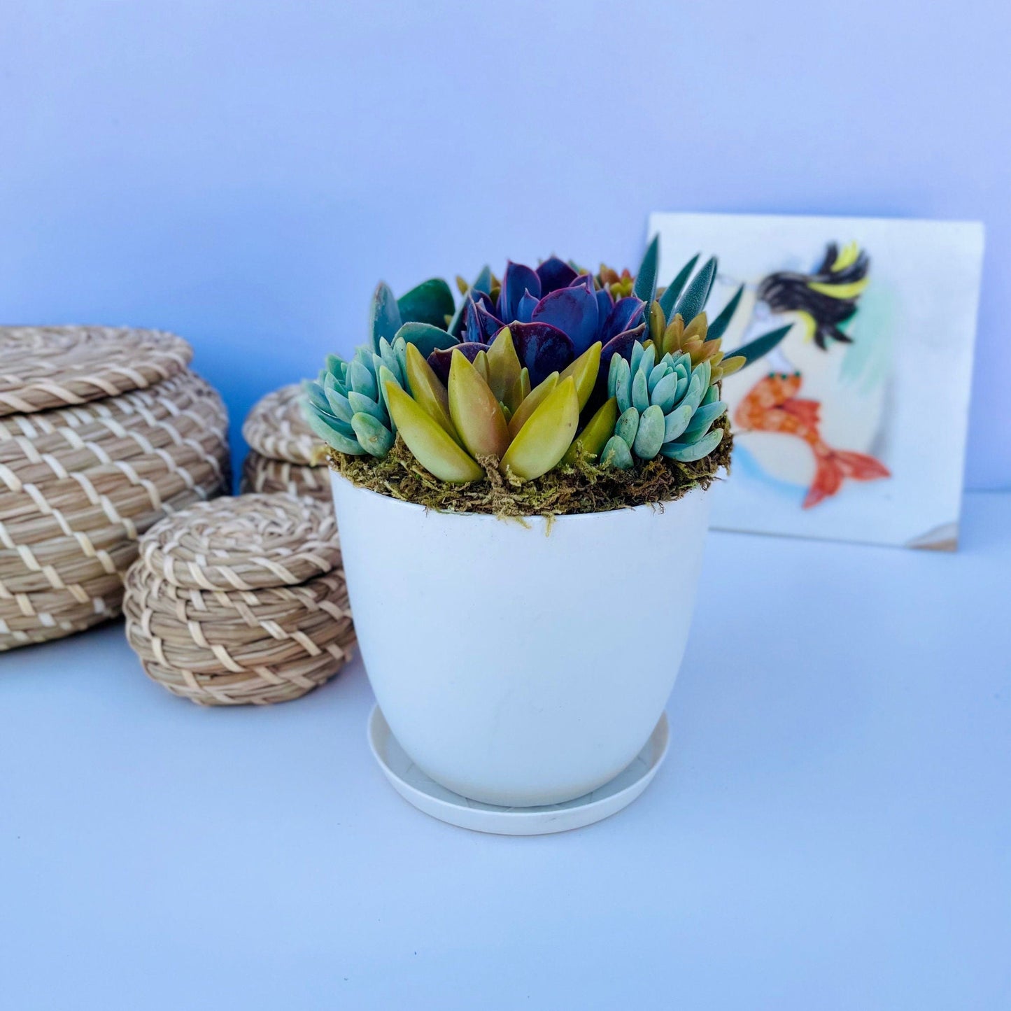 Harvest Moon - Potted Live Succulent Garden - Ships Free!