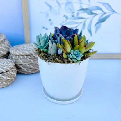 Harvest Moon - Potted Live Succulent Garden - Ships Free!