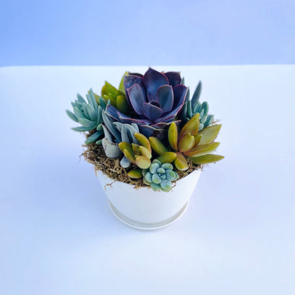 Harvest Moon - Potted Live Succulent Garden - Ships Free!