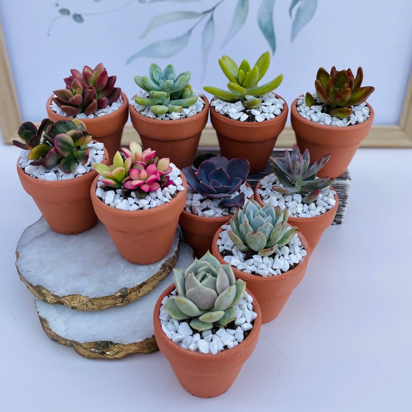 Tootie Fruity- Mini Potted Succulent