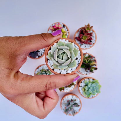 Tootie Fruity- Mini Potted Succulent