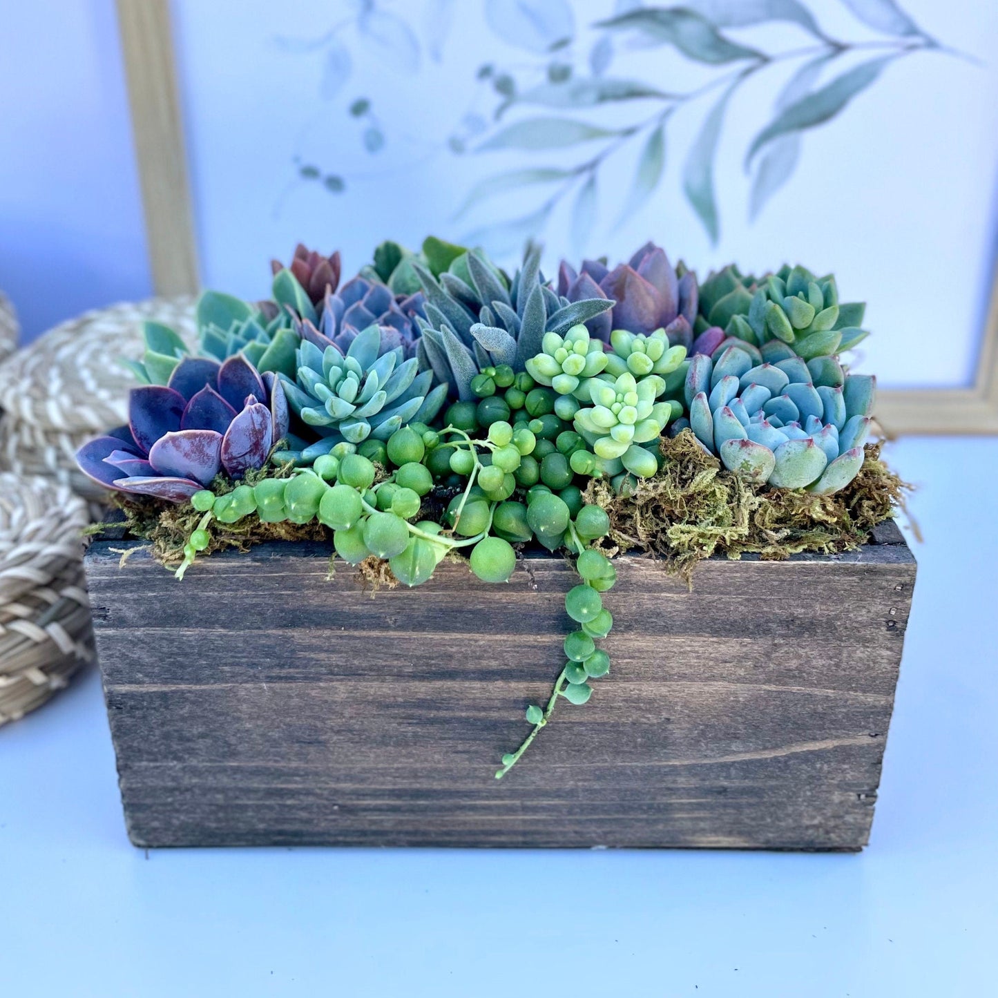 Wind and Sea - Live Succulent Arrangement - Ships Free!