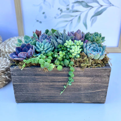 Wind and Sea - Live Succulent Arrangement - Ships Free!