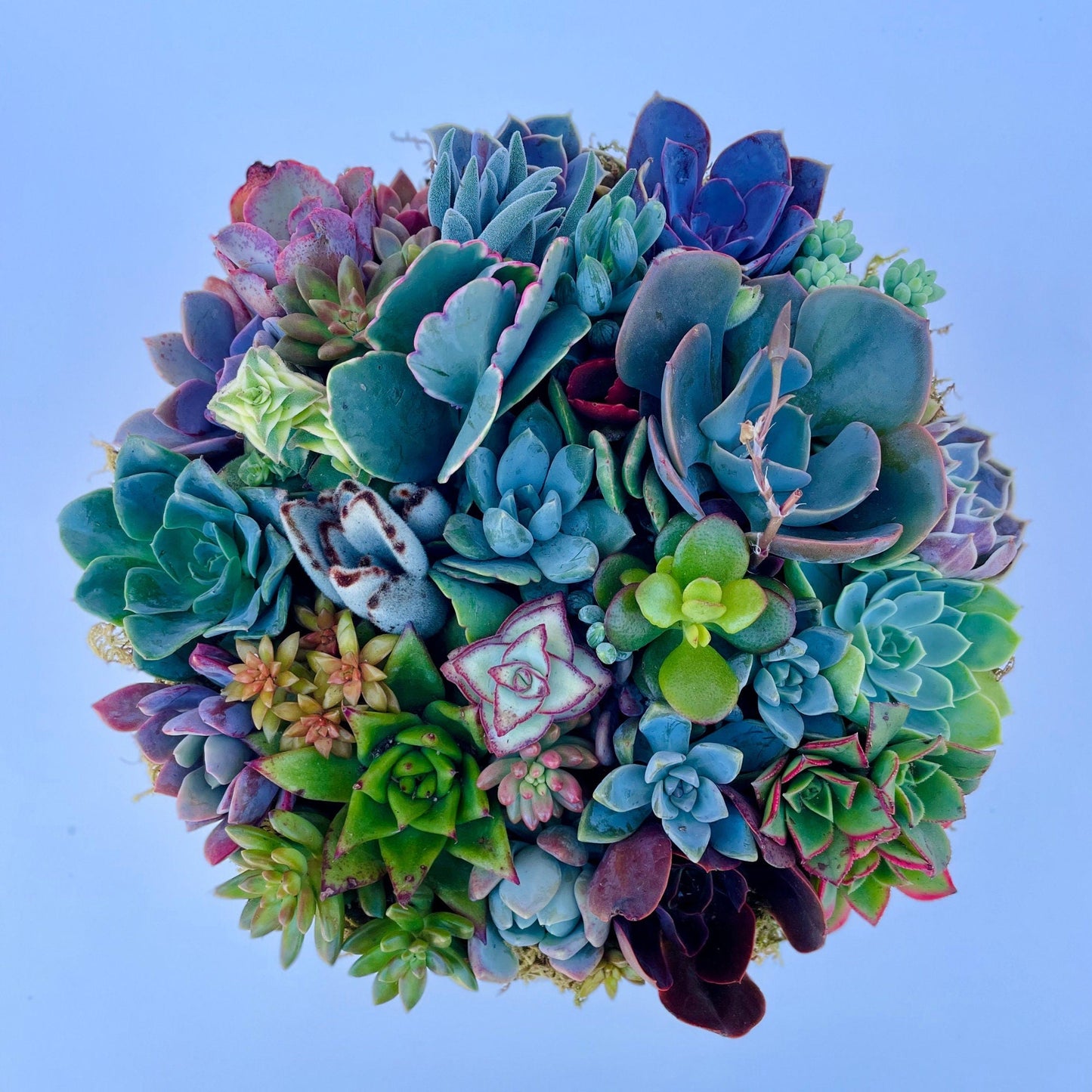 California Dreamin - Potted Succulent Garden - Ships Free!