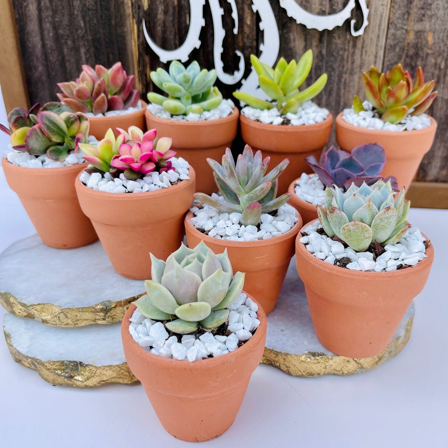 Tootie Fruity- Mini Potted Succulent