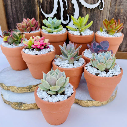 Tootie Fruity- Mini Potted Succulent