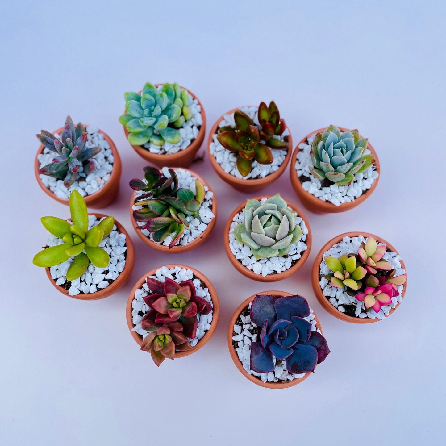 Tootie Fruity- Mini Potted Succulent