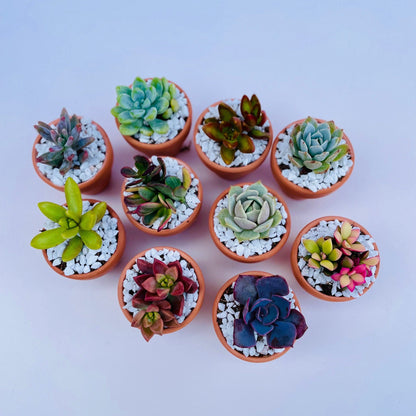 Tootie Fruity- Mini Potted Succulent