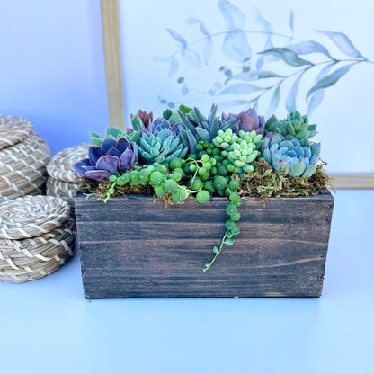 Wind and Sea - Live Succulent Arrangement - Ships Free!