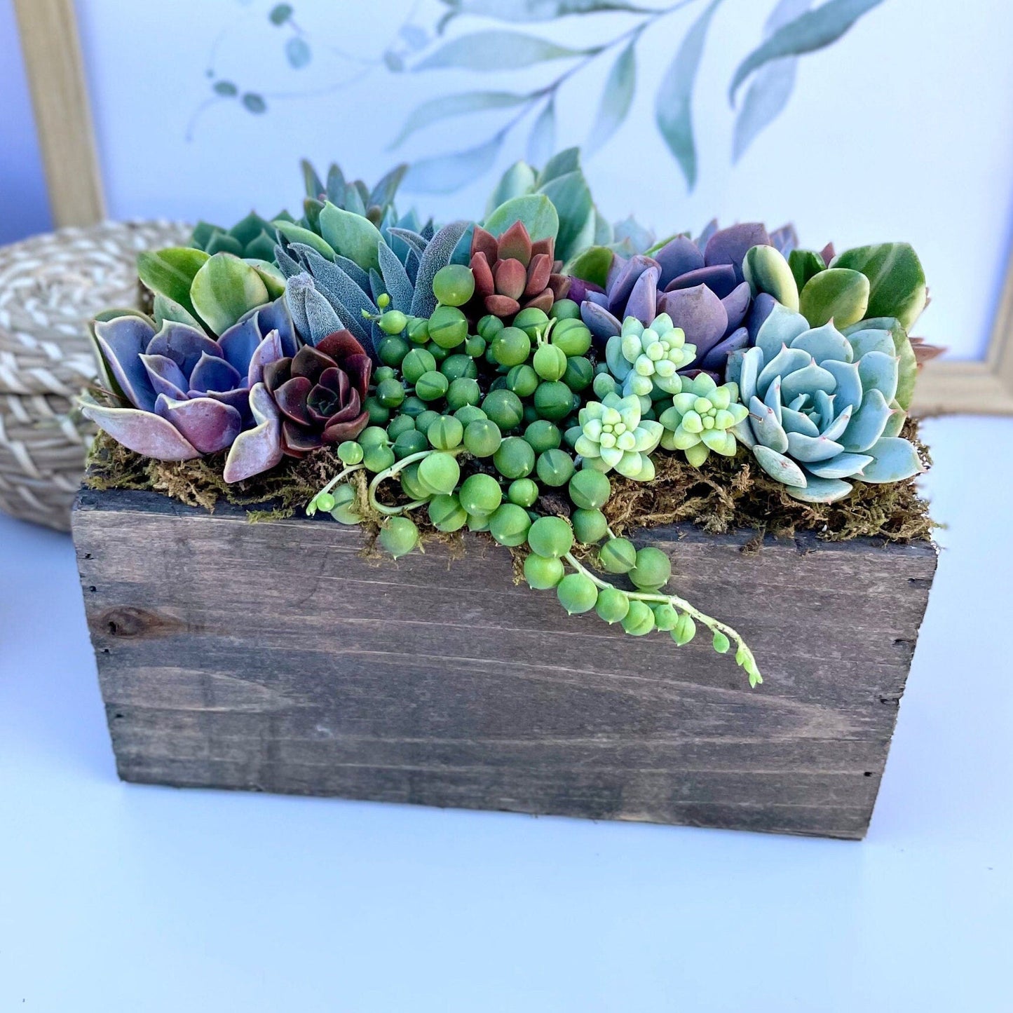 Wind and Sea - Live Succulent Arrangement - Ships Free!