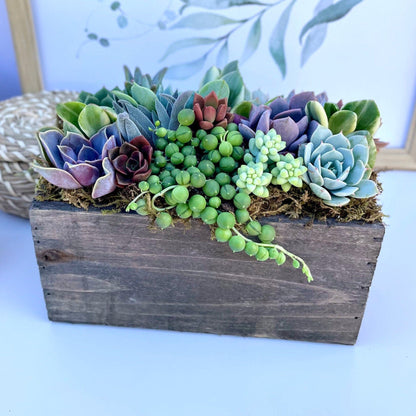 Wind and Sea - Live Succulent Arrangement - Ships Free!