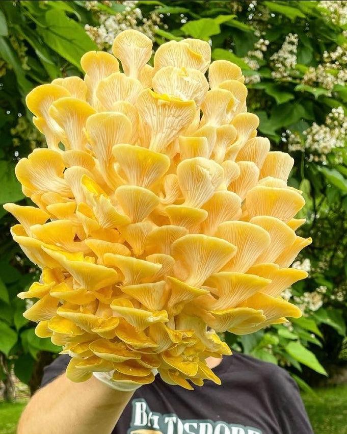 Golden Oyster “Ready-To-Fruit” Mushroom Grow Kit