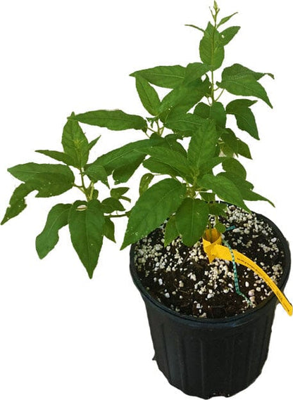 Issai Kiwi Self-Fertile Female Plant