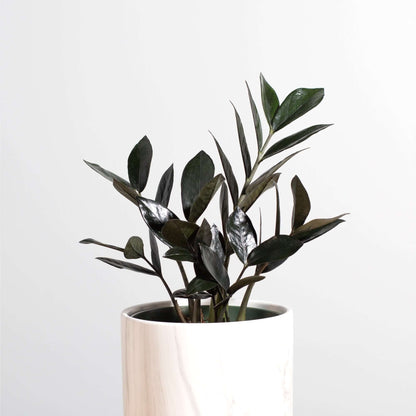 Black ZZ Raven Houseplant