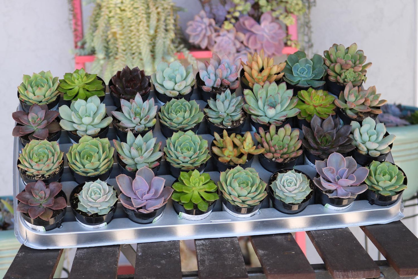 2.5" Assorted Mini Succulent Collection Bulk