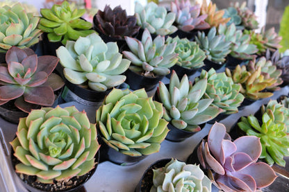 2.5" Assorted Mini Succulent Collection Bulk