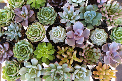 2.5" Assorted Mini Succulent Collection Bulk