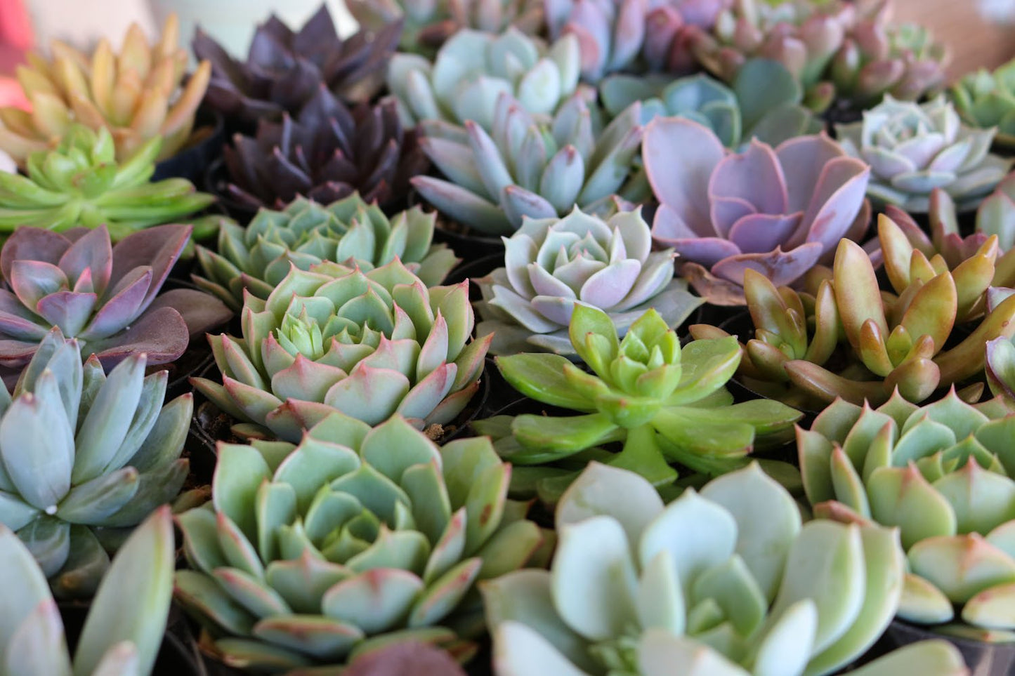 2.5" Assorted Mini Succulent Collection Bulk