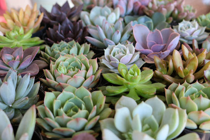 2.5" Assorted Mini Succulent Collection Bulk
