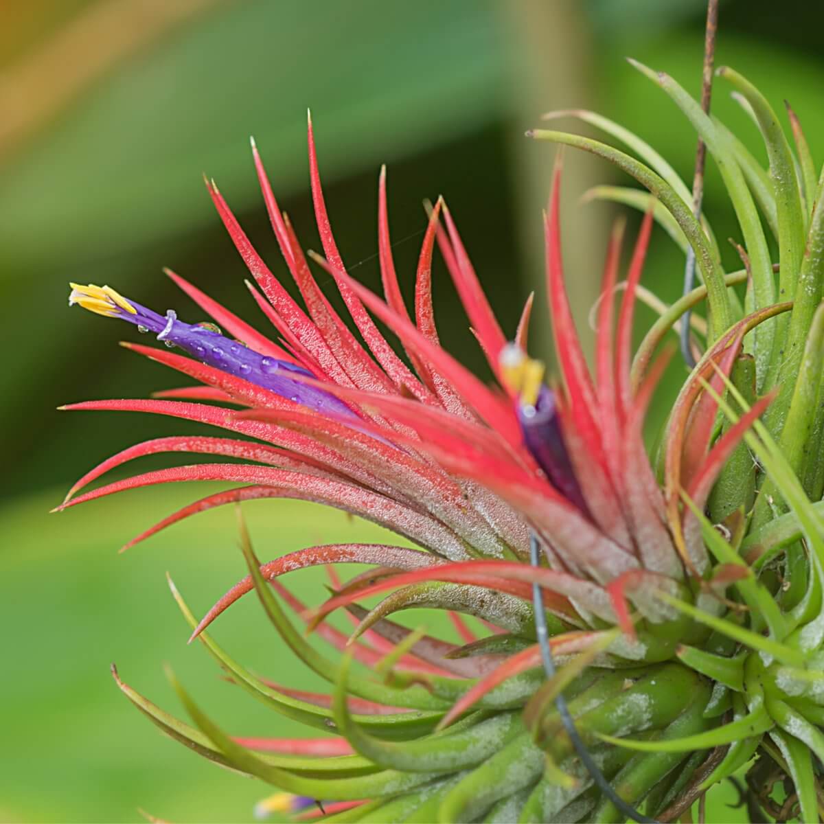 Air Plant Terrarium Kit