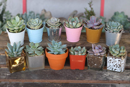 2" Assorted Mini Succulent Collection Bulk