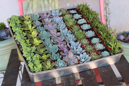 2" Assorted Mini Succulent Collection Bulk