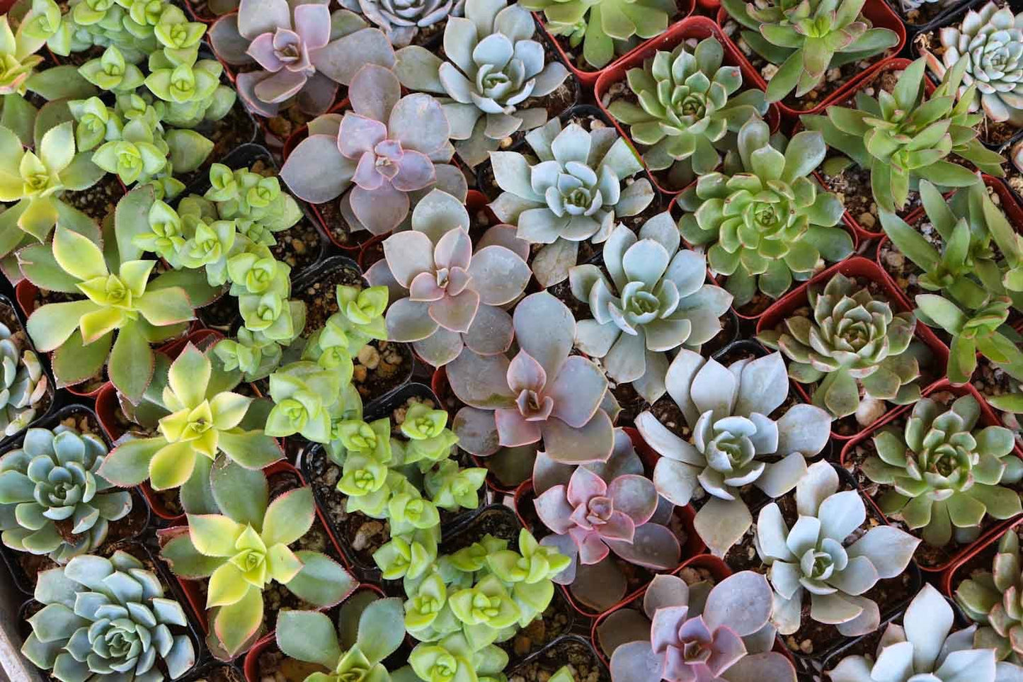 2" Assorted Mini Succulent Collection Bulk