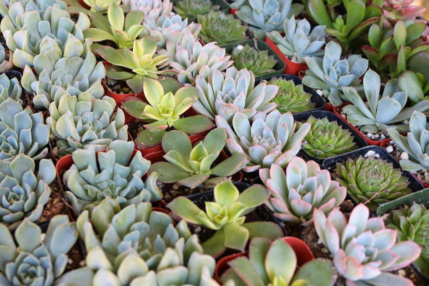 2" Assorted Mini Succulent Collection Bulk