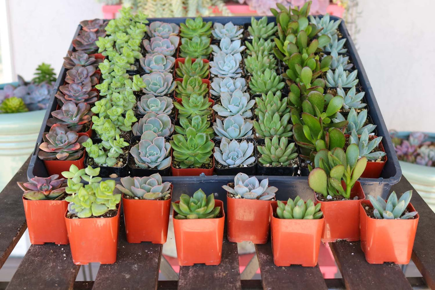 2" Assorted Mini Succulent Collection Bulk