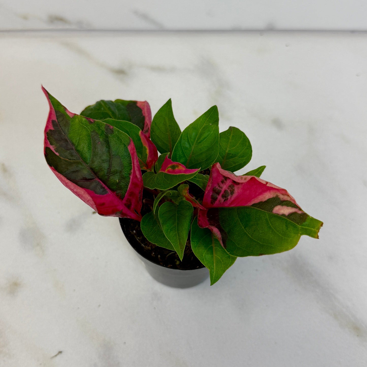 Alternanthera Party Time, 2" Plant