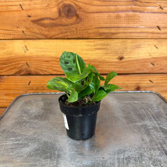 Maranta Leuconeura Mini Prayer, 2" Plant