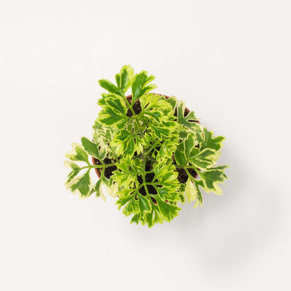 Ming Aralia Snowflake