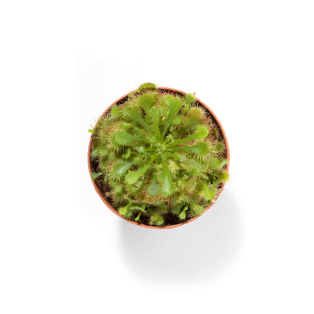 Pink Sundew Drosera capillaris Carnivorous Plant