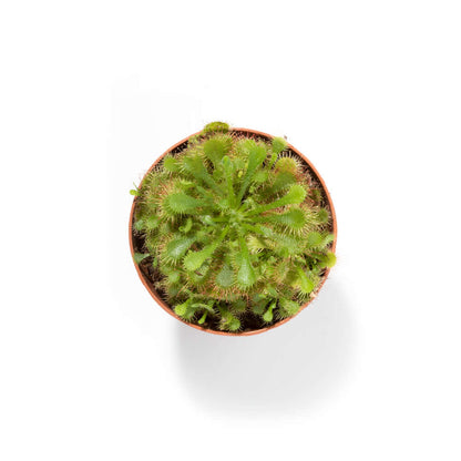 Pink Sundew Drosera capillaris Carnivorous Plant