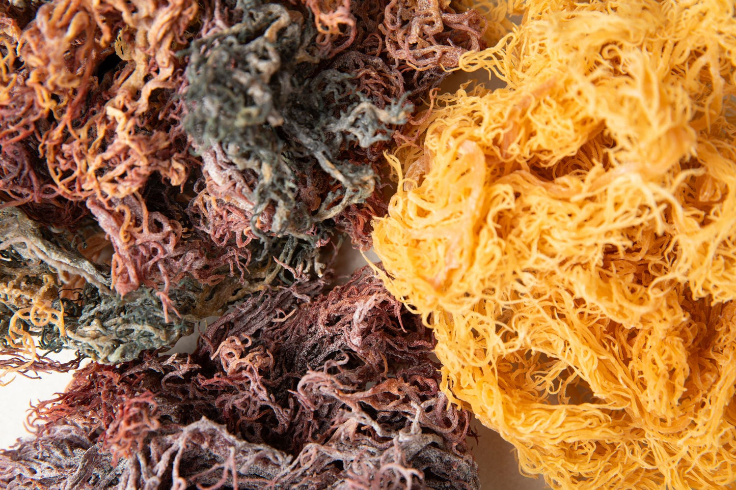 Raw Sea Moss Bundle